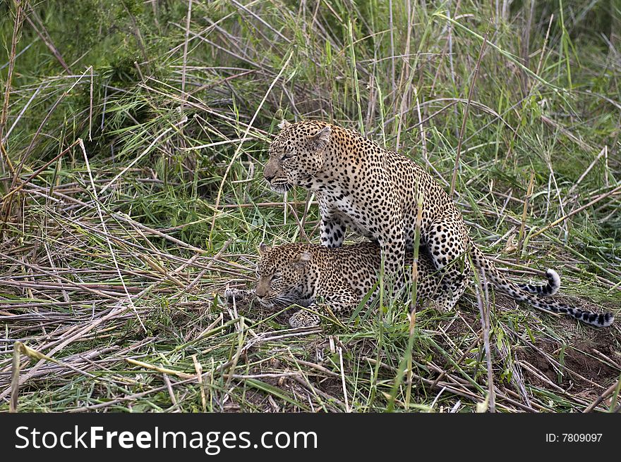 This is a once in a lifetime shot of mating leopards at Kruger national Park, South Africa