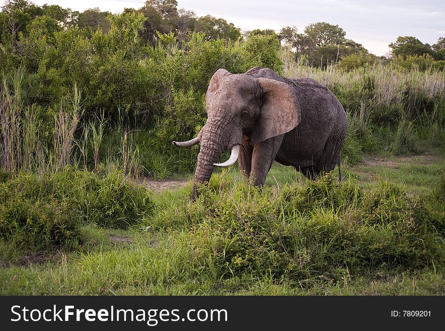 Male Elephant