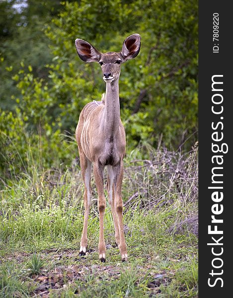 A female kudu, a large species of antelope, on a South African game farm