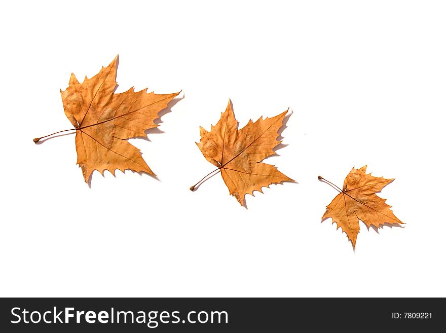 Trio of leaves on white background