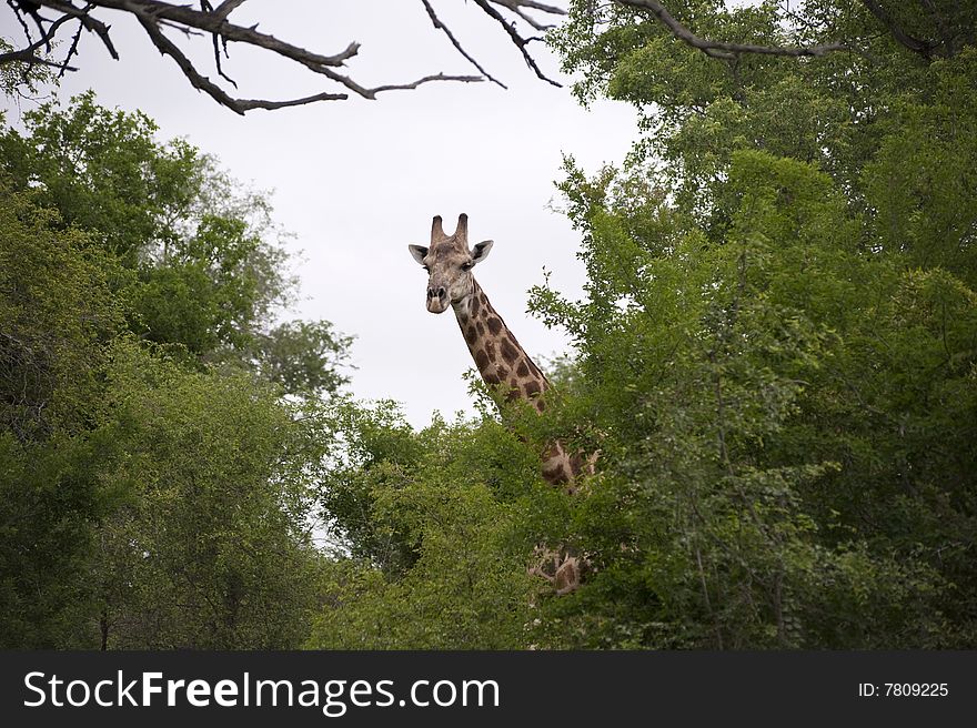 Girafe in kruger national park. Girafe in kruger national park