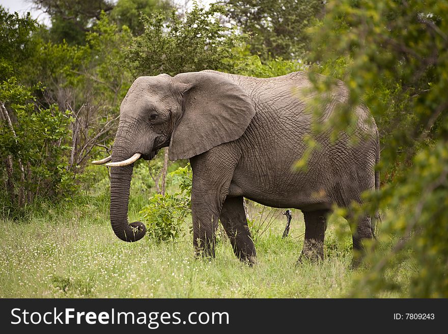 Elephant In Kruger Park