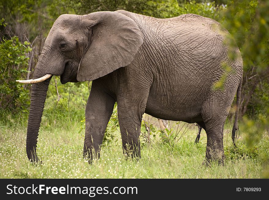 Elephant In Kruger Park