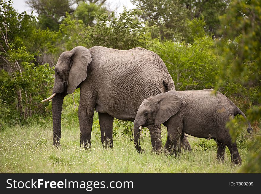 Elephant with baby elephant