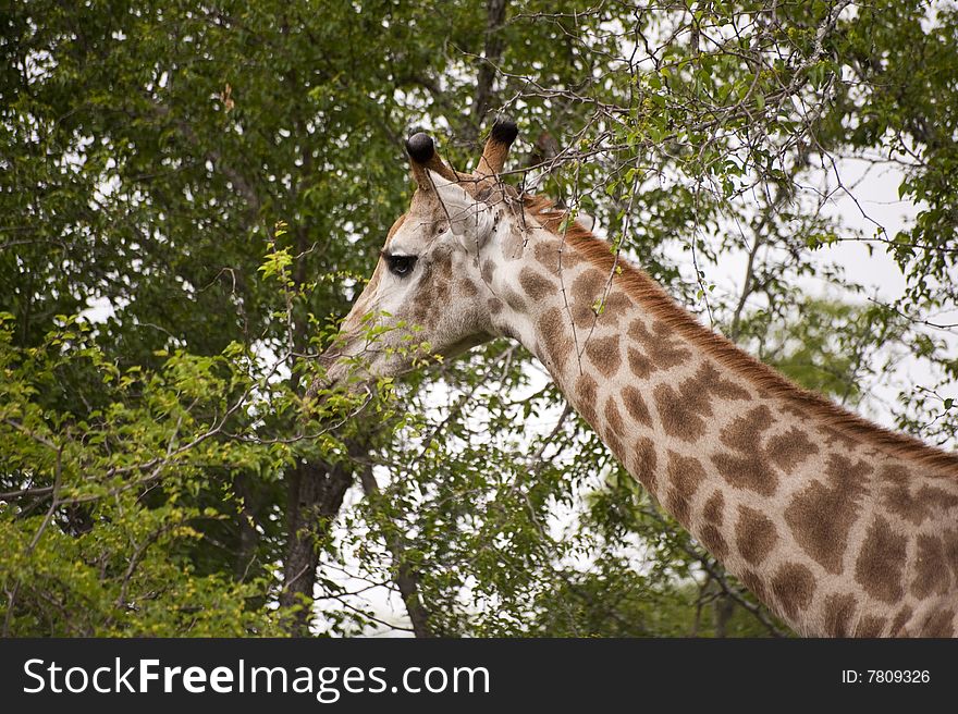 Girafe in kruger national park. Girafe in kruger national park