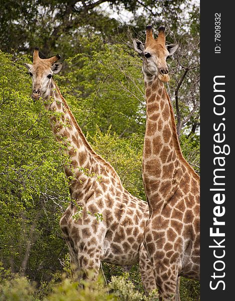 Girafe in kruger national park. Girafe in kruger national park