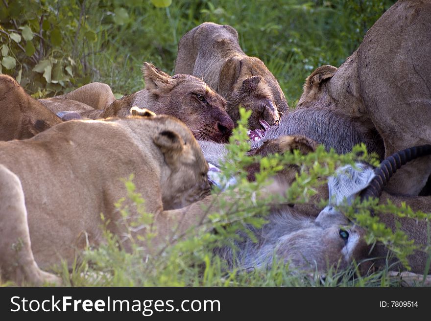 Lion family eating their prey in Kruger park