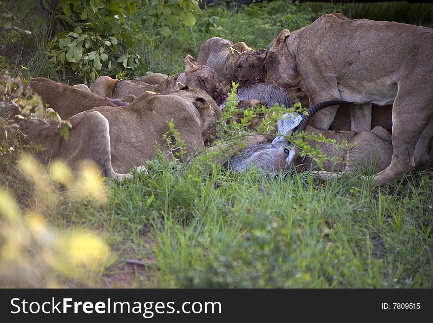 Lion family eating their prey in Kruger park