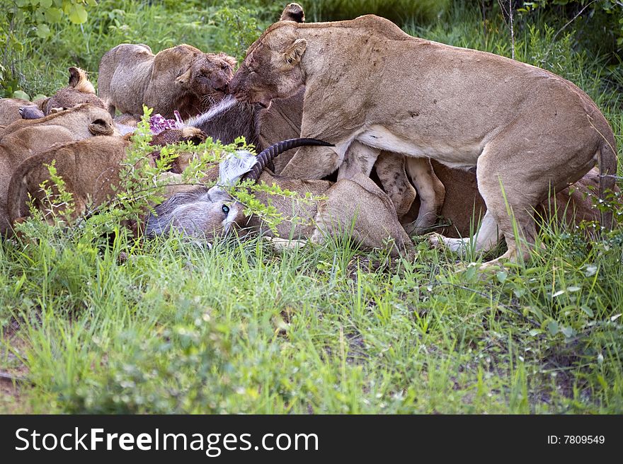 Lion family eating their prey in Kruger park