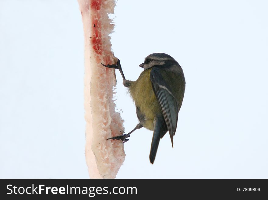 Blue titmouse bird