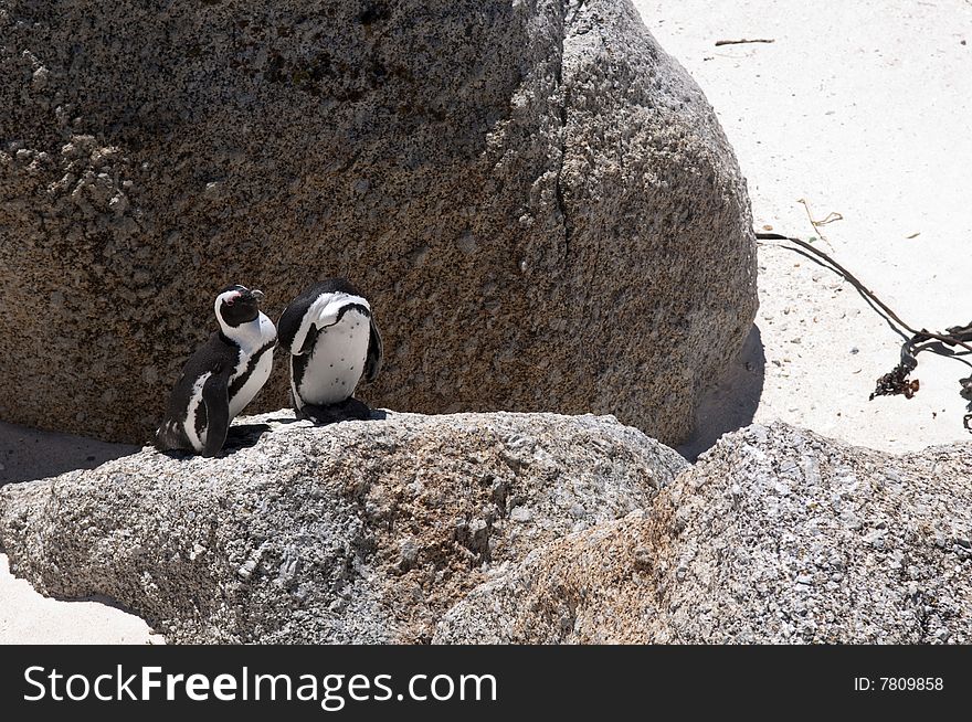 Jackass penguin at The boulders beach