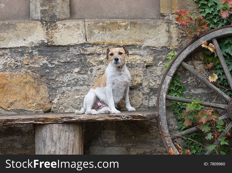 Dog sits on a bench near the wall