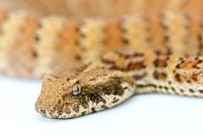 Death Adder Isolated On White Royalty Free Stock Photography