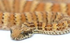 Death Adder Isolated On White Stock Photos Death Adder Isolated On White Stock Photos