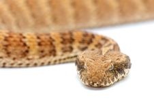 Death Adder Isolated On White Royalty Free Stock Photography Death Adder Isolated On White Royalty Free Stock Photography