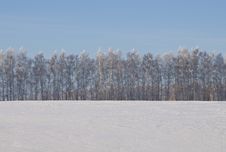 A Row Of Birches In A Winter Snow-covered Field Royalty Free Stock Photo A Row Of Birches In A Winter Snow-covered Field Royalty Free Stock Photo