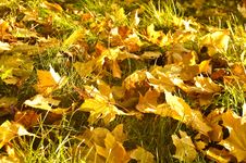 Autumn Fallen Leaves Background Stock Photo