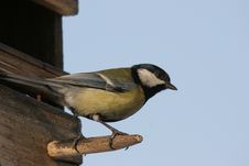 Titmouse Bird Stock Photo