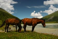 Two Horses On The Lakeside Royalty Free Stock Images Two Horses On The Lakeside Royalty Free Stock Images