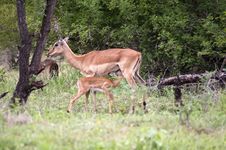 Impala Mother With Her Cub Stock Image