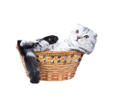 The Kitten Lies In A Basket. Stock Image The Kitten Lies In A Basket. Stock Image