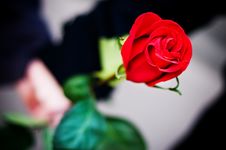 Hands Holding Rose Royalty Free Stock Photo