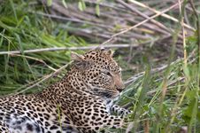 Leopard Resting Royalty Free Stock Photo