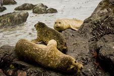 Seals On Rocks Royalty Free Stock Photography Seals On Rocks Royalty Free Stock Photography