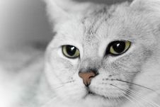 Serious Gray Cat Stock Image