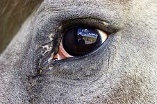 Horse Eye Reflection. Royalty Free Stock Image Horse Eye Reflection. Royalty Free Stock Image