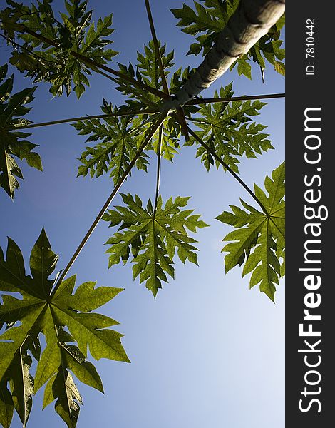 A serrated papaya leaf against a blue sky.  Papaya provides delicious tasting fruit that are used for desserts and shakes. The seeds also have a spermicide effect and have been used by people in Asia as a former of contraceptive.