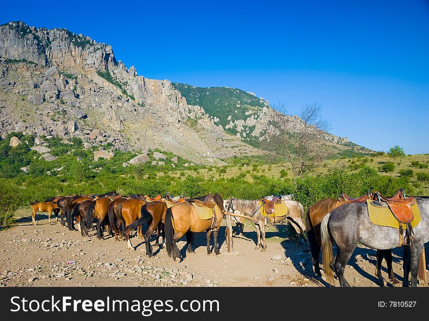 Horses on a ranch in mountains