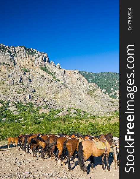 Horses on a ranch in mountains