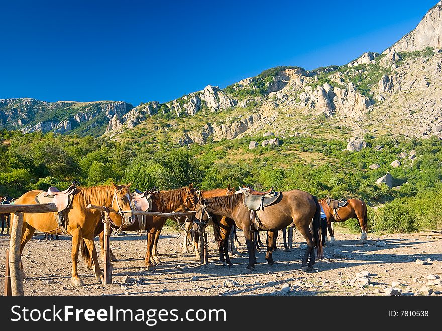 Horses on a ranch in mountains