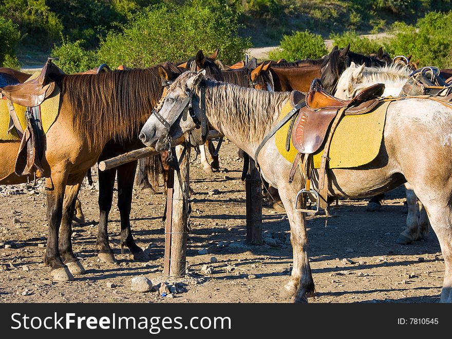 Horses in a ranch in Crimea
