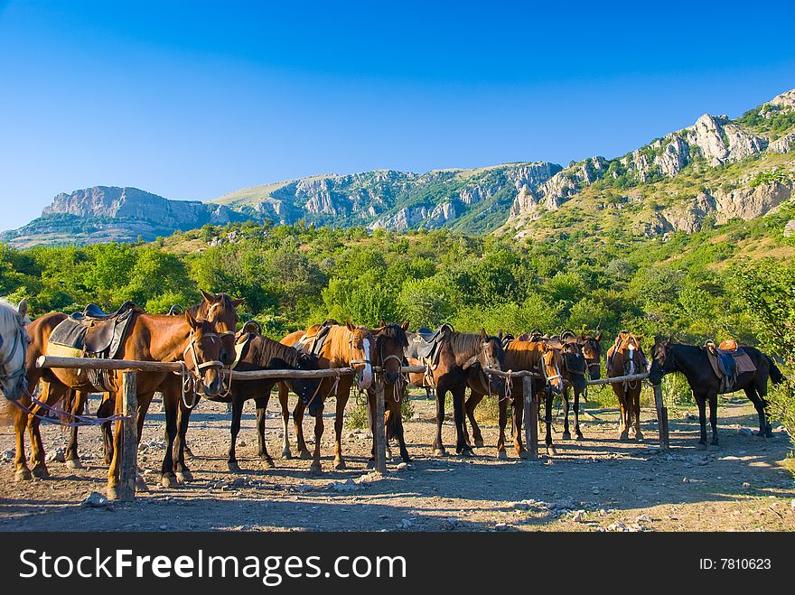 Horses on a ranch in mountains