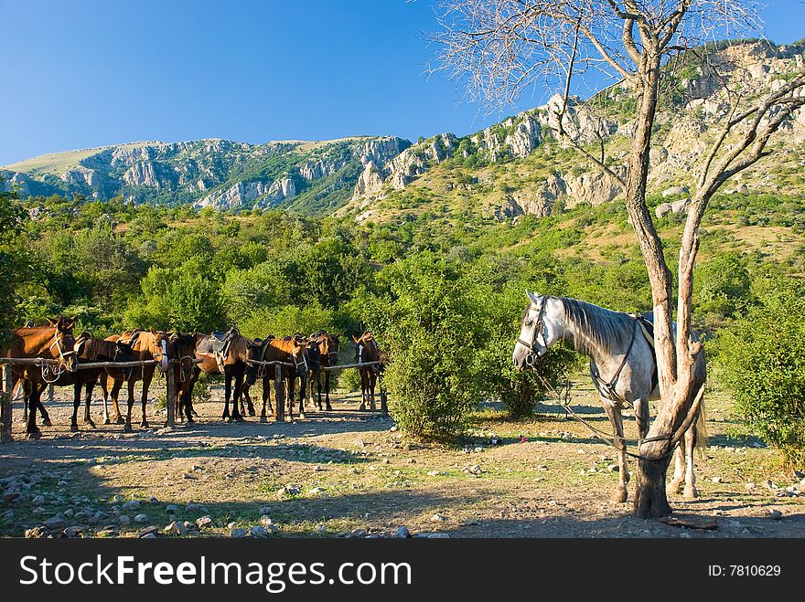 Horses on a ranch in mountains