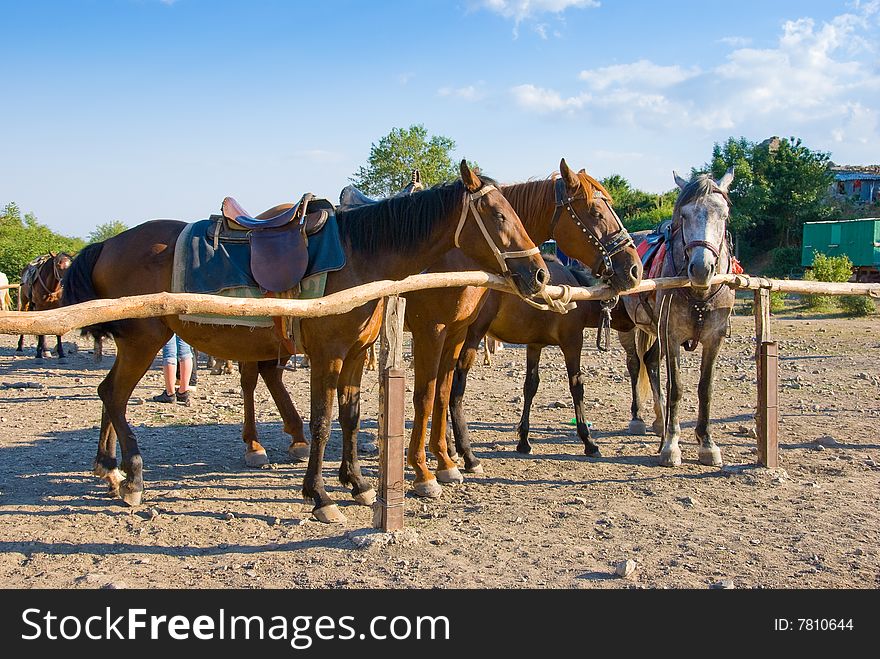 Three horses in a ranch