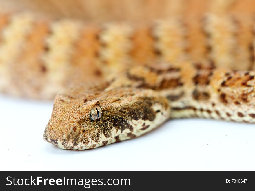 Death Adder Isolated On White