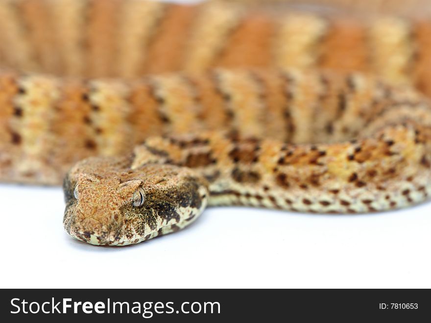 Death Adder isolated on White