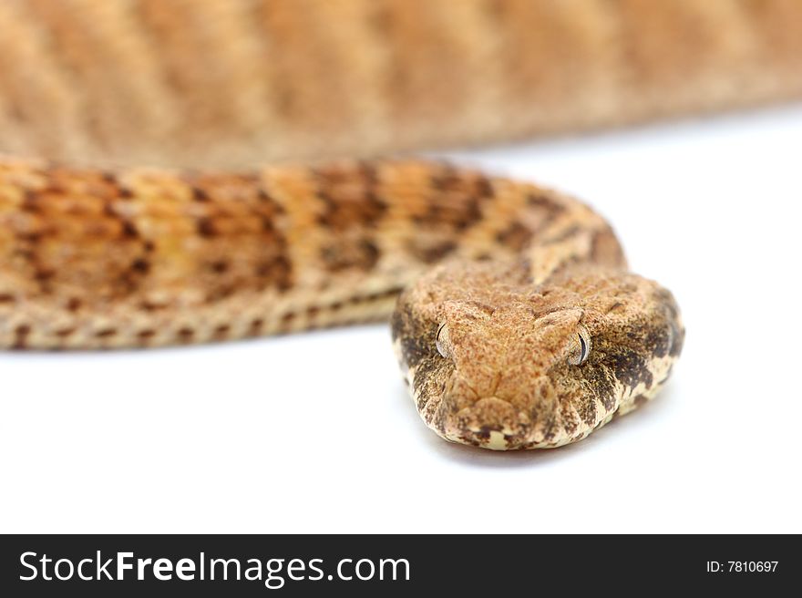 Death Adder isolated on white background