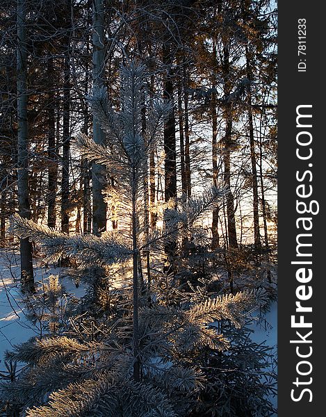 Trees in frost in winter, Russia. Trees in frost in winter, Russia