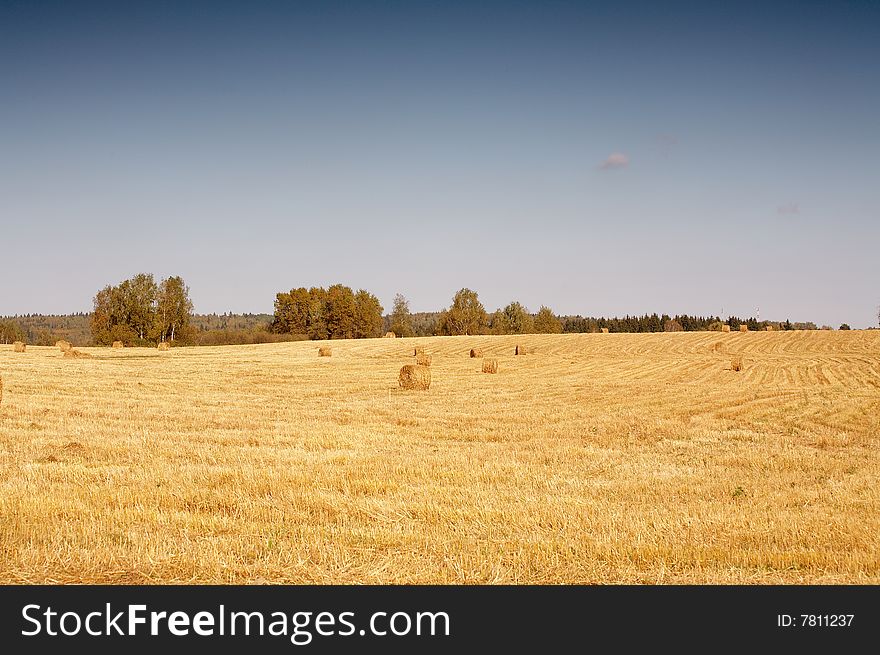 Mowed field with hay rools