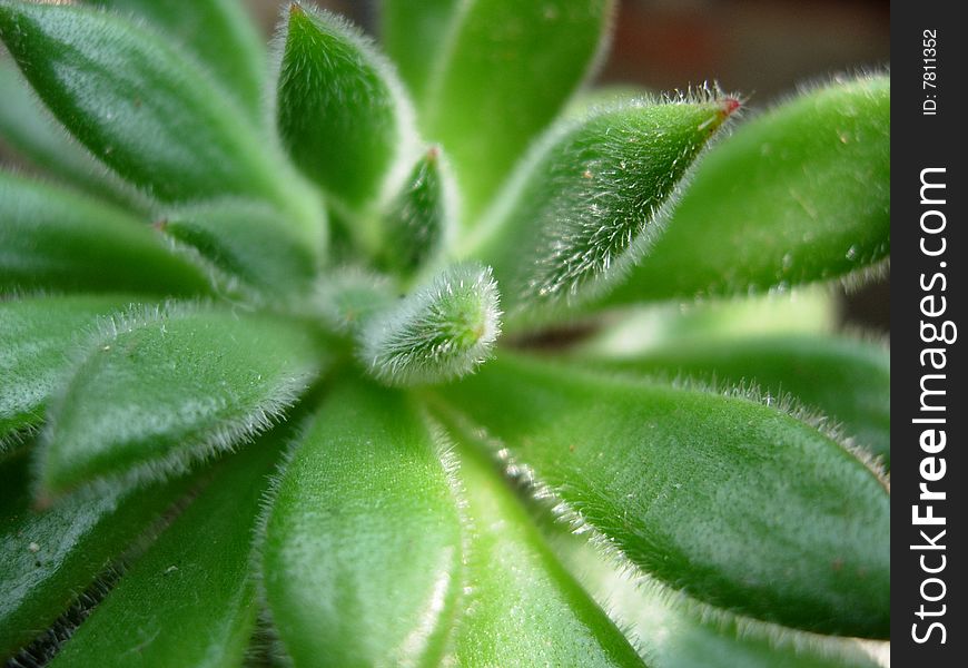 Cactus succulent plant under sun light. Cactus succulent plant under sun light