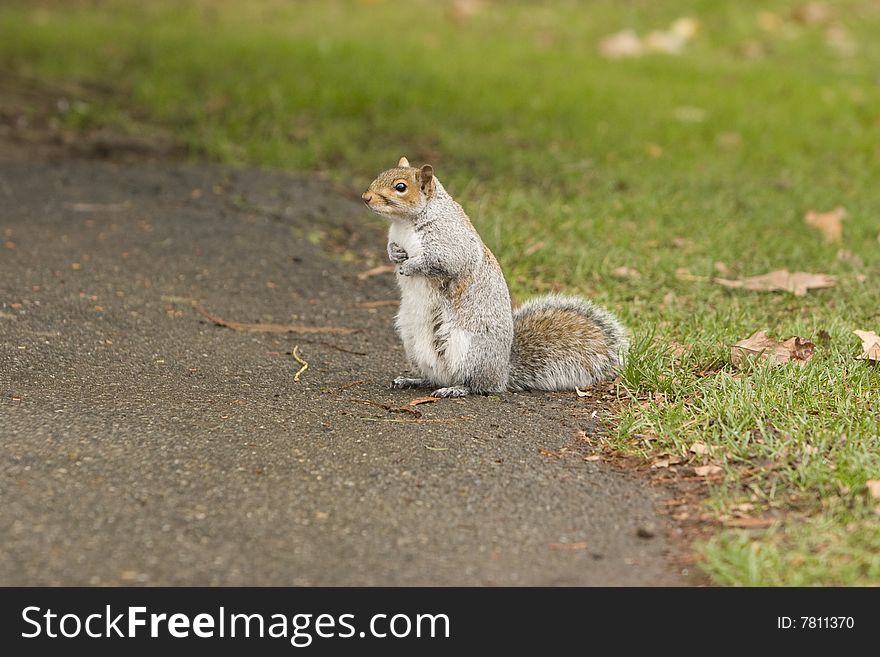 Male Squirrel Standing/Begging