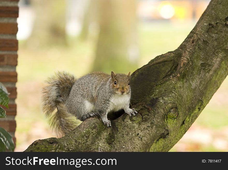 Squirrel on Tree Branch