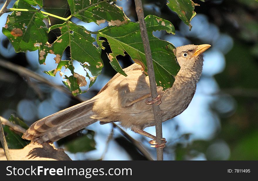 Yellow billed babbler sitting on tree.