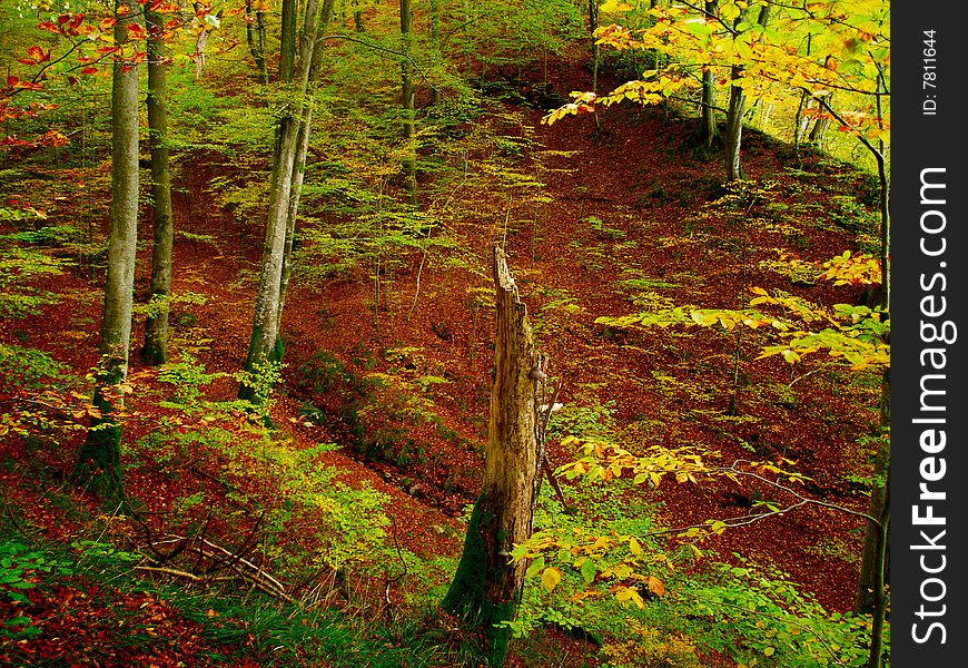 Polish forest in autumn colors. Polish forest in autumn colors