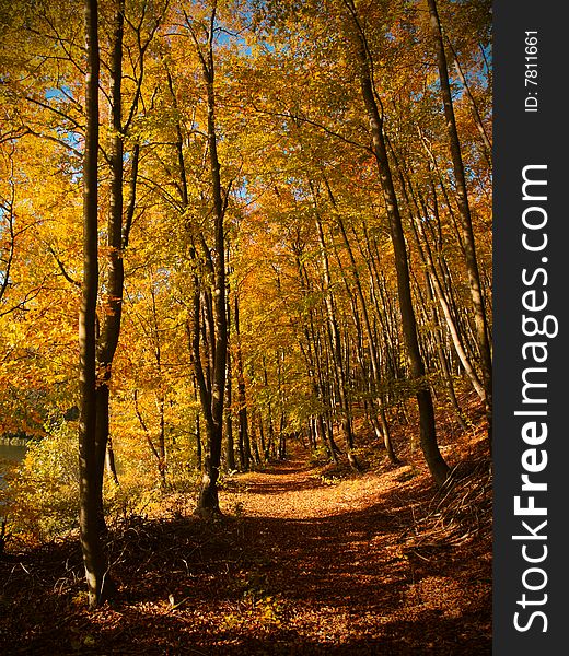 Track surrounded by trees in autumn colors. Track surrounded by trees in autumn colors