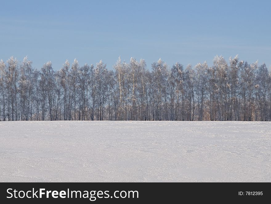 A row of birches in a winter snow-covered fields